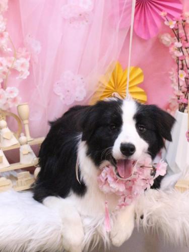 20250330チョコちゃん